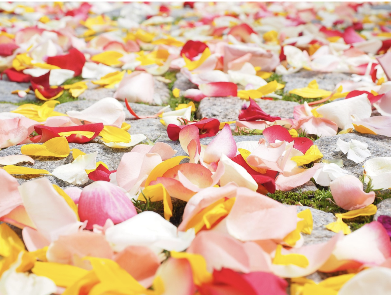 Лепестки, полные смысла – что означают розы разных цветов