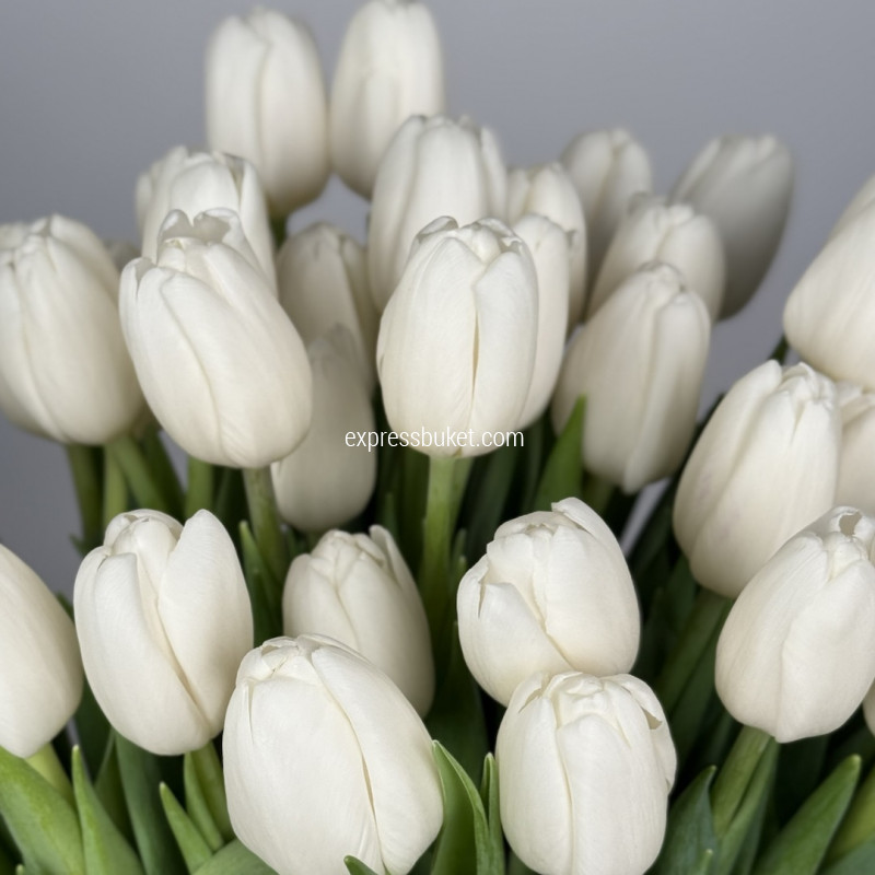 Белоснежные тюльпаны, 51шт