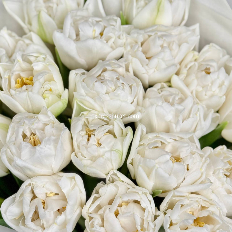 Белые тюльпаны, 25 шт