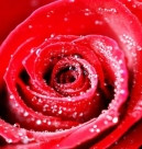 К чему снится букет красных роз